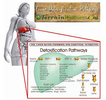 Metabolic Detoxification In The Liver